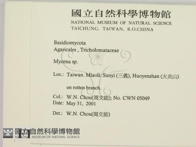 小菇屬藏品圖，第2張