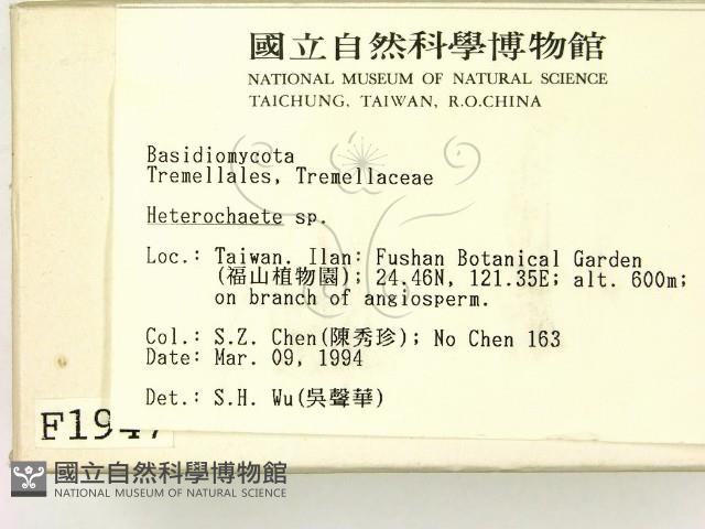 刺皮菌屬藏品圖，第2張