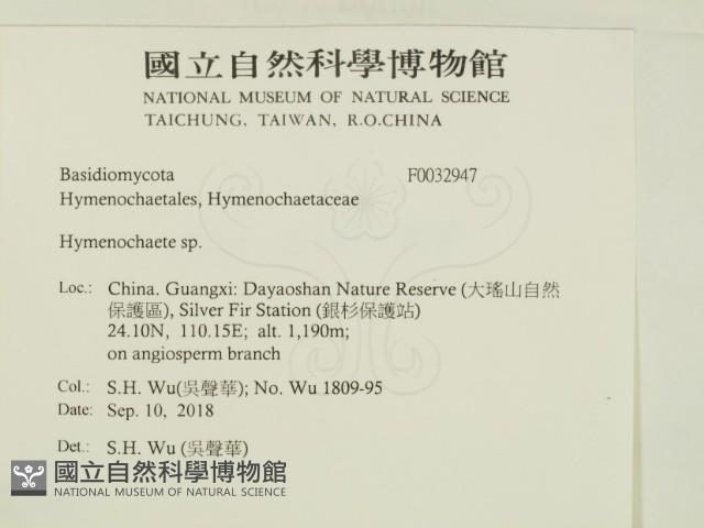刺革菌屬藏品圖，第2張