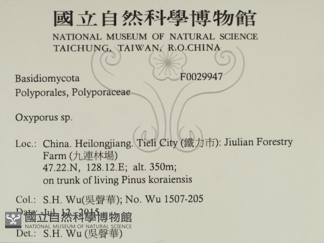 銳孔菌屬藏品圖，第2張