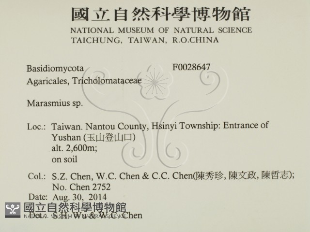 小皮傘屬藏品圖，第2張