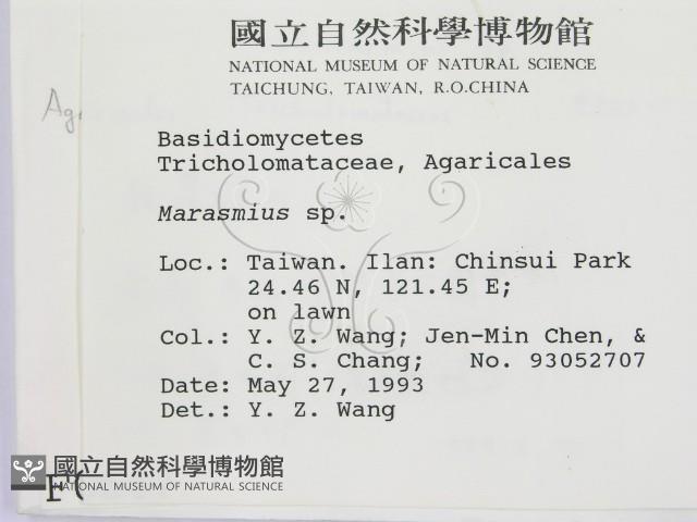小皮傘屬藏品圖，第2張