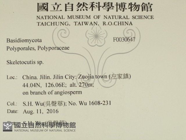 骨皮菌屬藏品圖，第2張