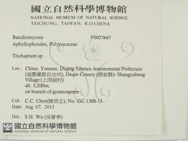 附毛菌屬藏品圖，第2張