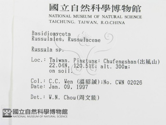 紅菇屬藏品圖，第2張
