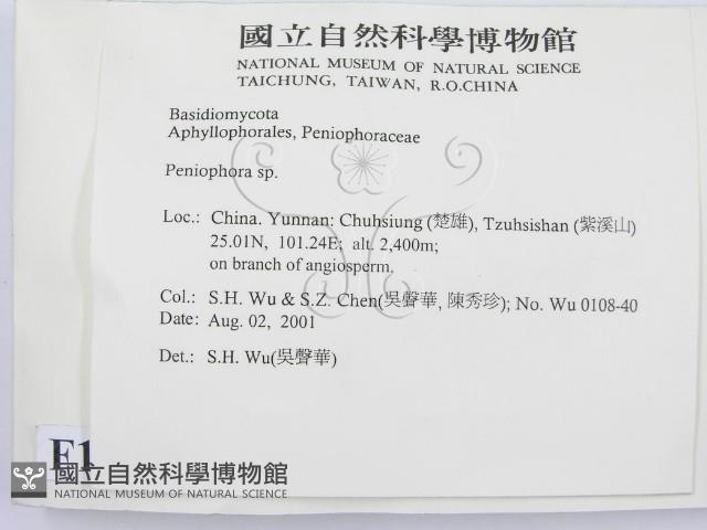 筍殼菌屬藏品圖，第2張