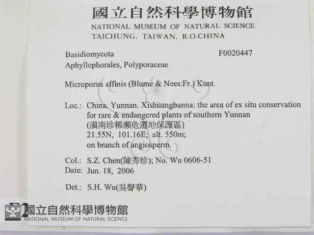 相鄰小孔菌藏品圖，第2張