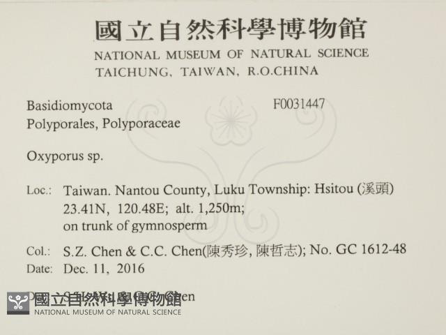 銳孔菌屬藏品圖，第2張