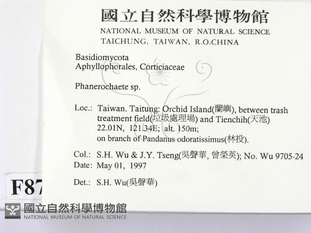 顯絲菌屬藏品圖，第2張