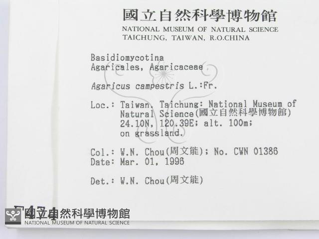 四孢蘑菇藏品圖，第2張