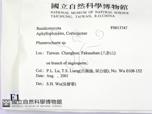 顯絲菌屬藏品圖，第2張