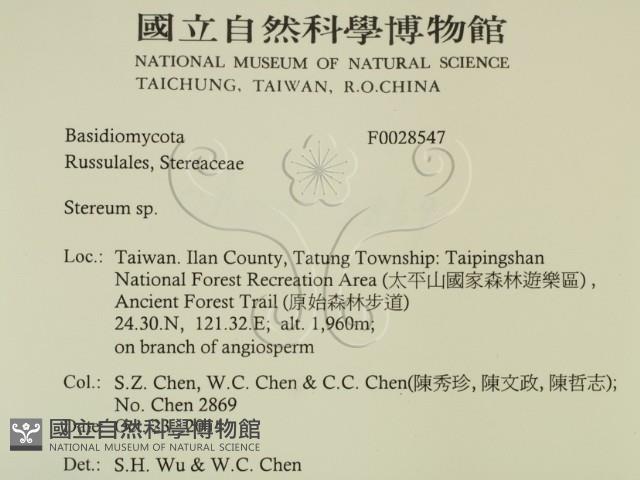 韌革菌屬藏品圖，第2張