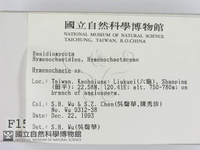 刺革菌屬藏品圖，第2張