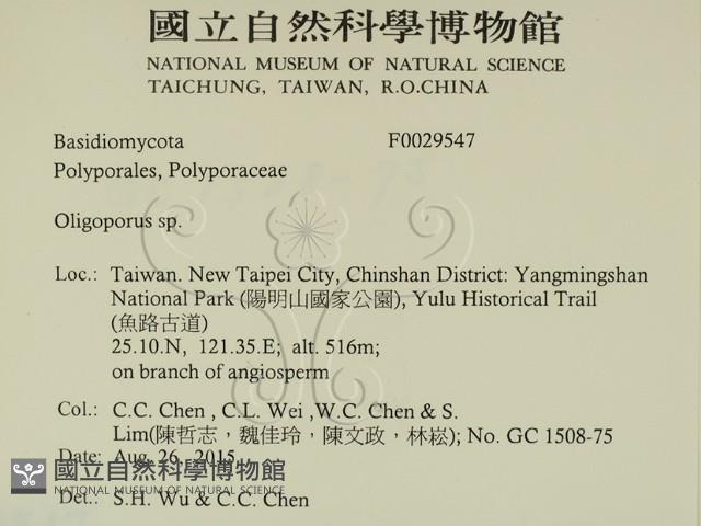 寡孔菌屬藏品圖，第2張