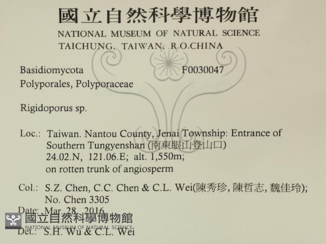 硬孔菌屬藏品圖，第2張