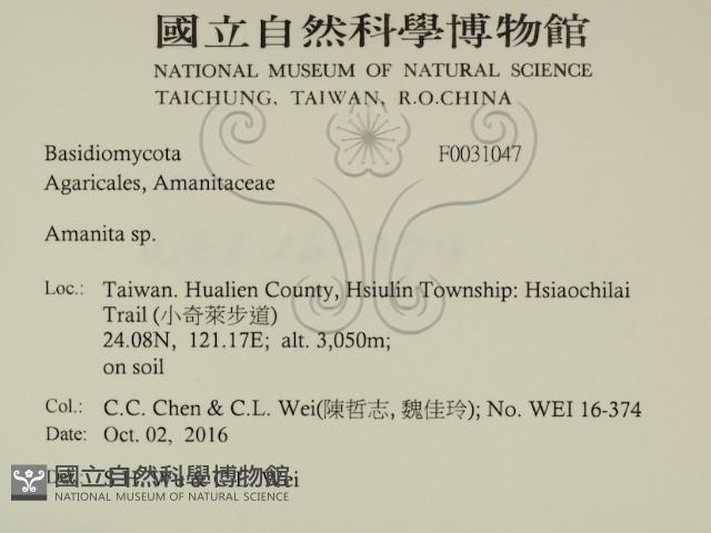 鵝膏屬藏品圖，第2張