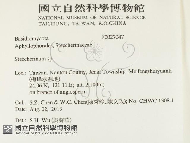 齒耳菌屬藏品圖，第2張