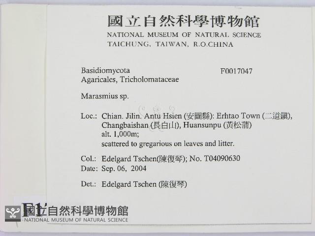 小皮傘屬藏品圖，第2張