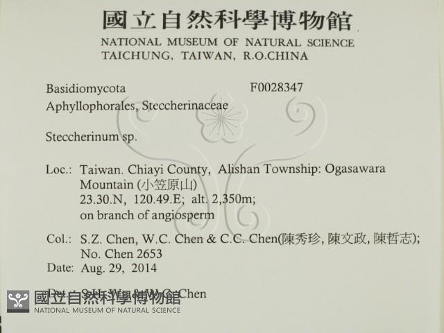 齒耳菌屬藏品圖，第2張