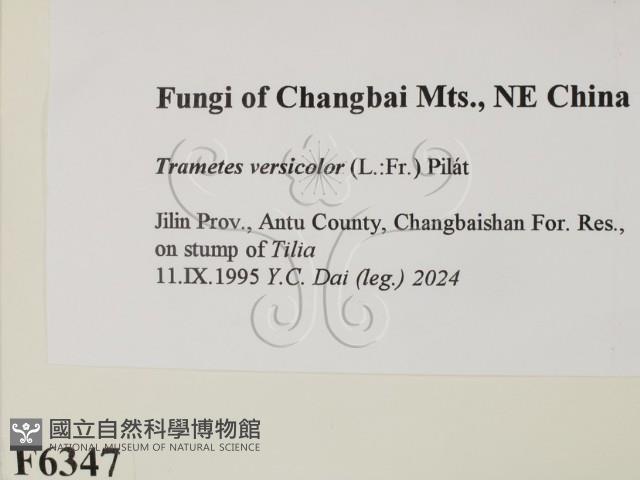 雲芝藏品圖，第2張