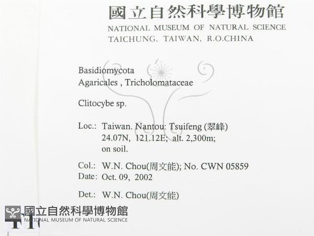 杯傘屬藏品圖，第2張