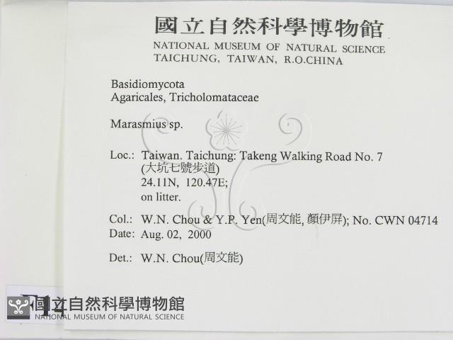 小皮傘屬藏品圖，第2張