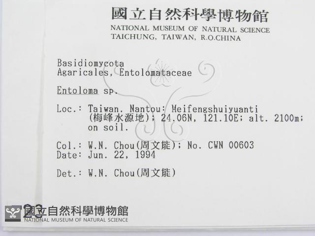 粉褶菌屬藏品圖，第2張