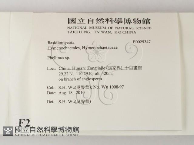 木層孔菌屬藏品圖，第2張