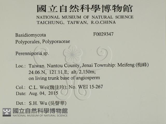 多年臥孔菌屬藏品圖，第2張