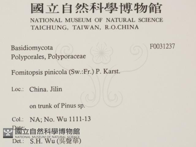 松生擬層孔菌藏品圖，第2張