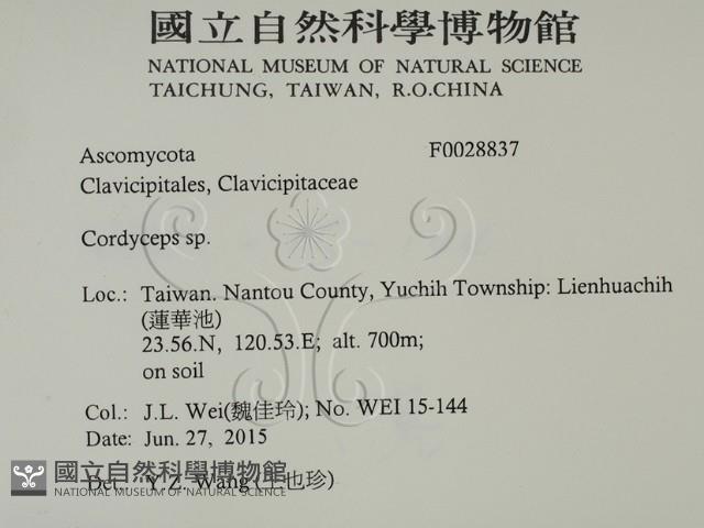 蟲草屬藏品圖，第2張