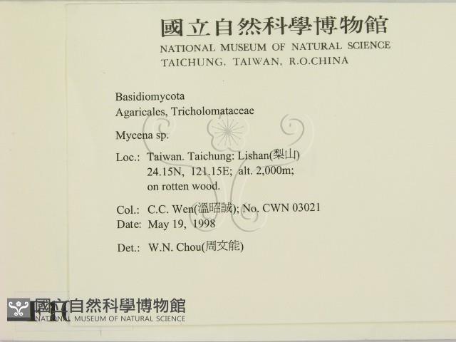 小菇屬藏品圖，第2張