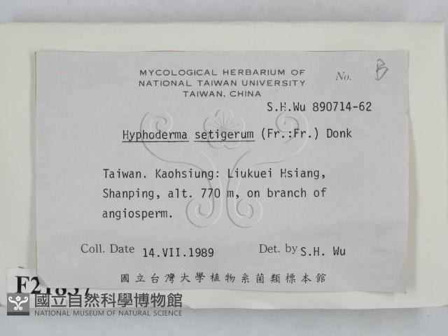 剛毛絲皮菌藏品圖，第2張