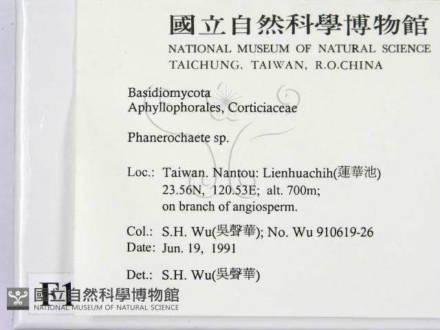顯絲菌屬藏品圖，第2張