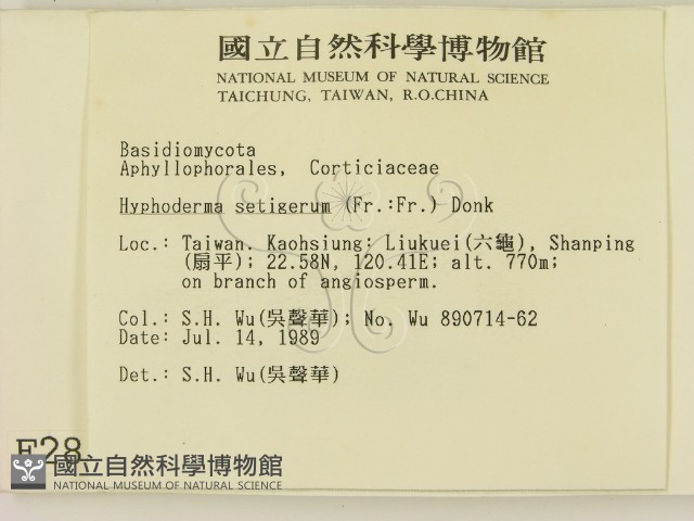 剛毛絲皮菌藏品圖，第2張