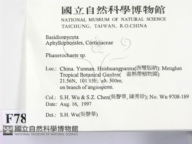 顯絲菌屬藏品圖，第2張