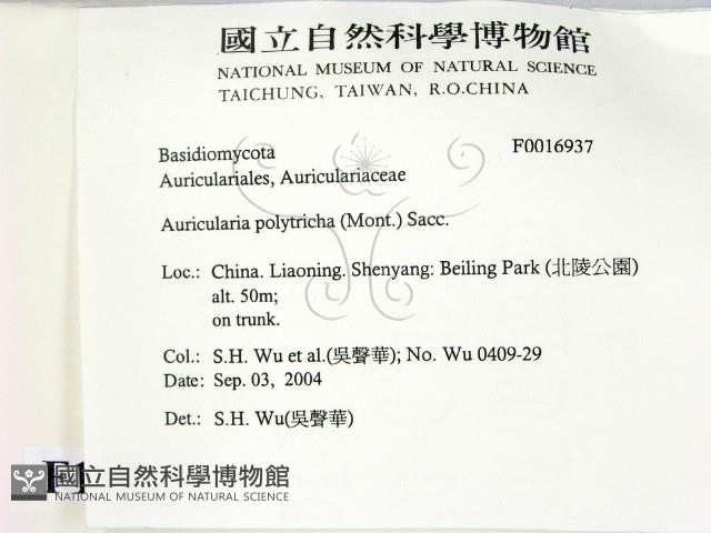 毛木耳藏品圖，第2張