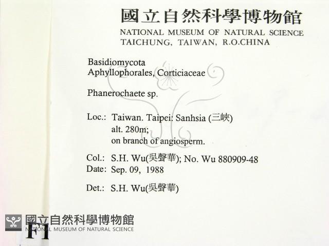 顯絲菌屬藏品圖，第2張