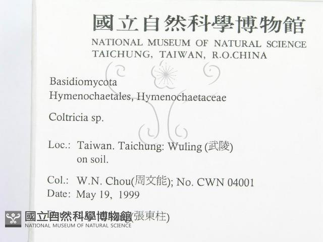集毛菌屬藏品圖，第2張