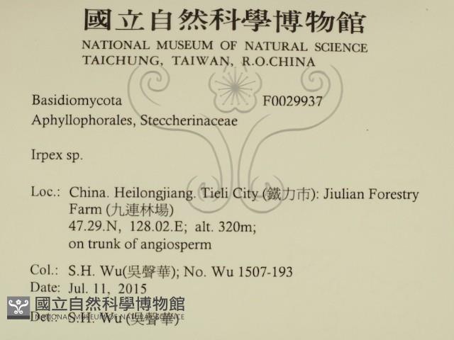 耙菌屬藏品圖，第2張