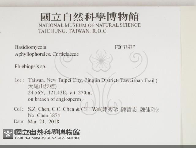 擬射脈菌屬藏品圖，第2張