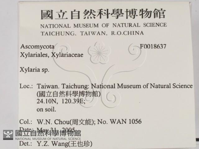 炭角菌屬藏品圖，第2張