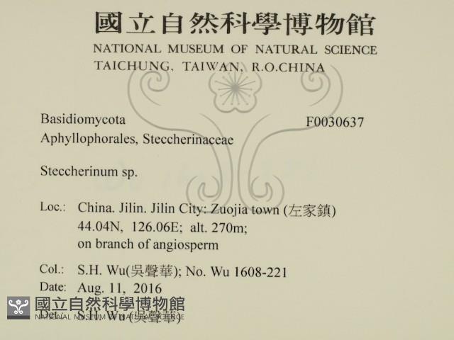 齒耳菌屬藏品圖，第2張