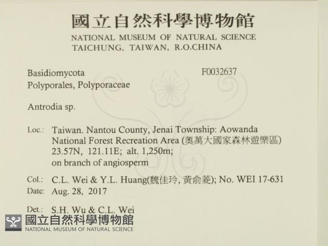 薄孔菌屬藏品圖，第2張