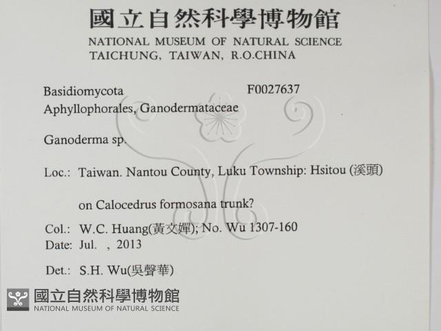 靈芝屬藏品圖，第2張