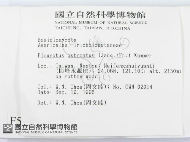 糙皮側耳藏品圖，第2張