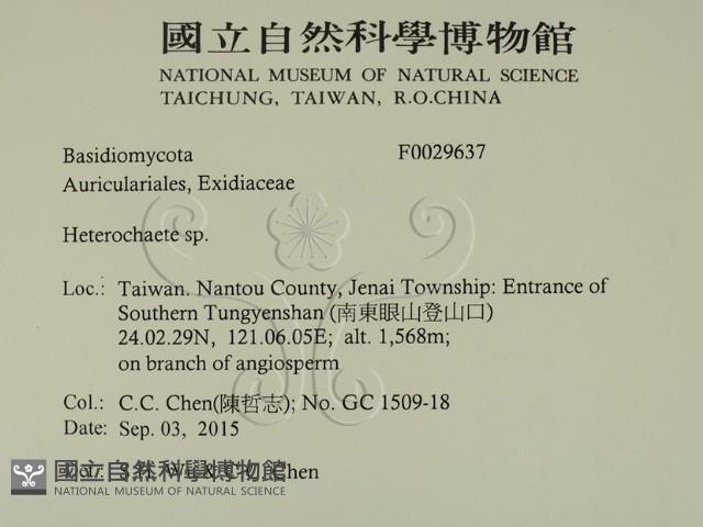 刺皮菌屬藏品圖，第2張