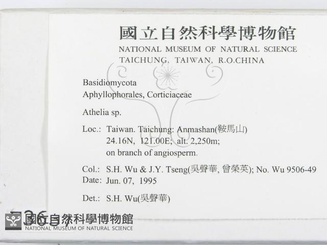 阿太菌屬藏品圖，第2張