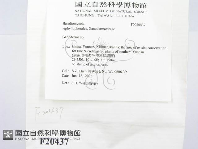 靈芝屬藏品圖，第2張