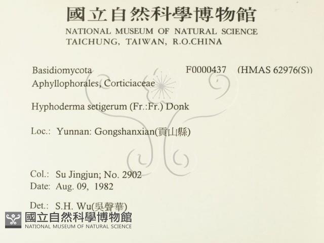 剛毛絲皮菌藏品圖，第2張